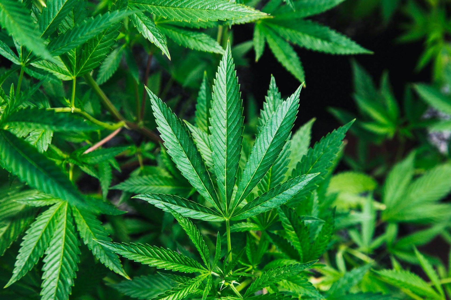The Sustainable Benefits of Hemp Clothing